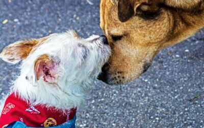 Big Dog, Small Dog. Talking about Canine Size Stereotypes