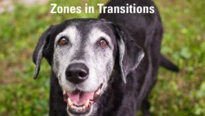 Shelter Zones Approach Lesson 3 thumbnail
