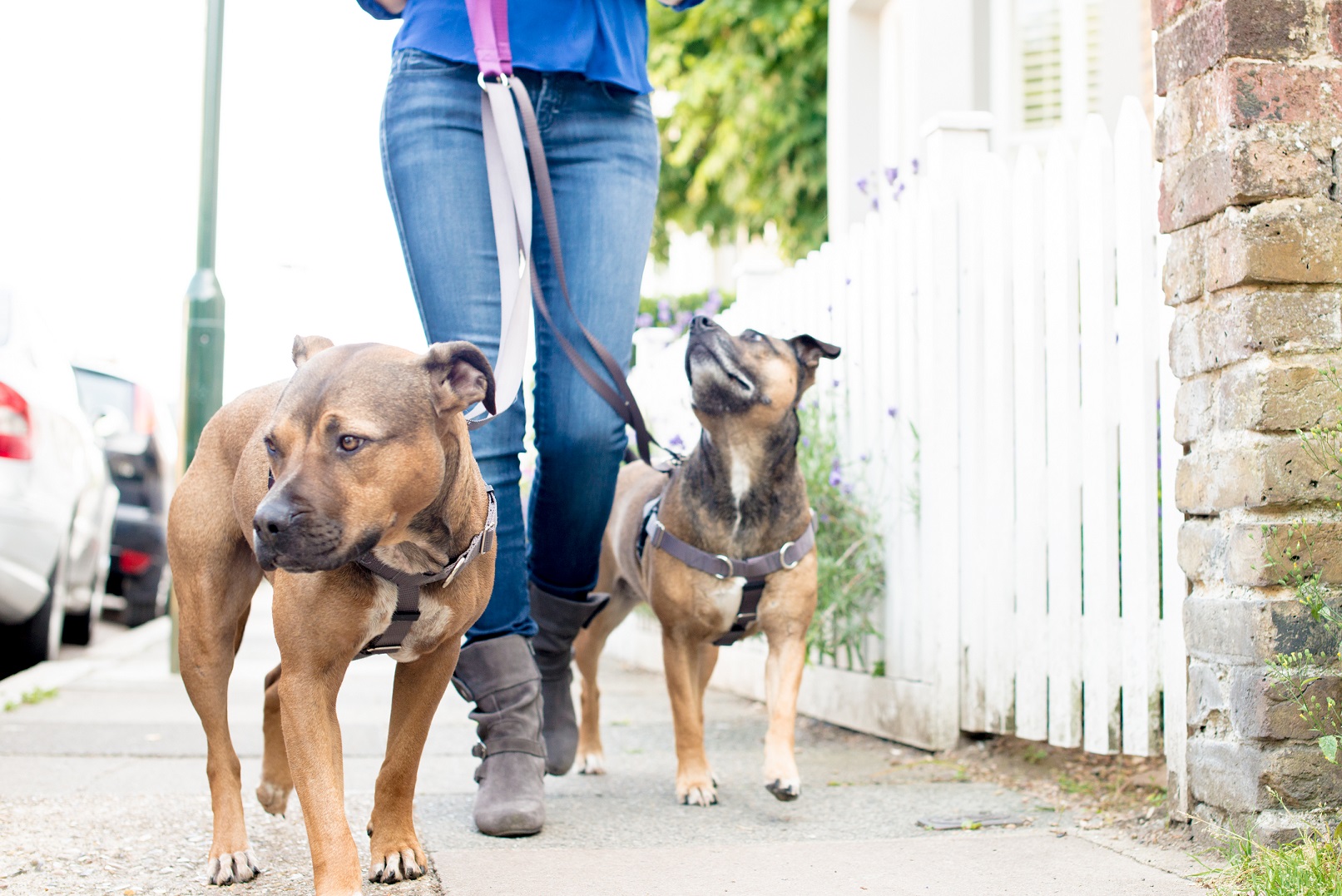 Dog trainer with two dogs walking