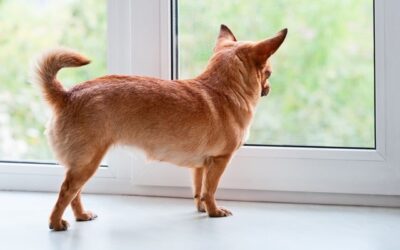 Helping Dogs Cope with Change