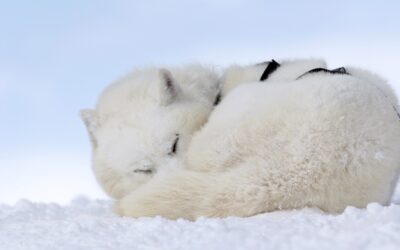 When Normal Dog Behavior is Surprising