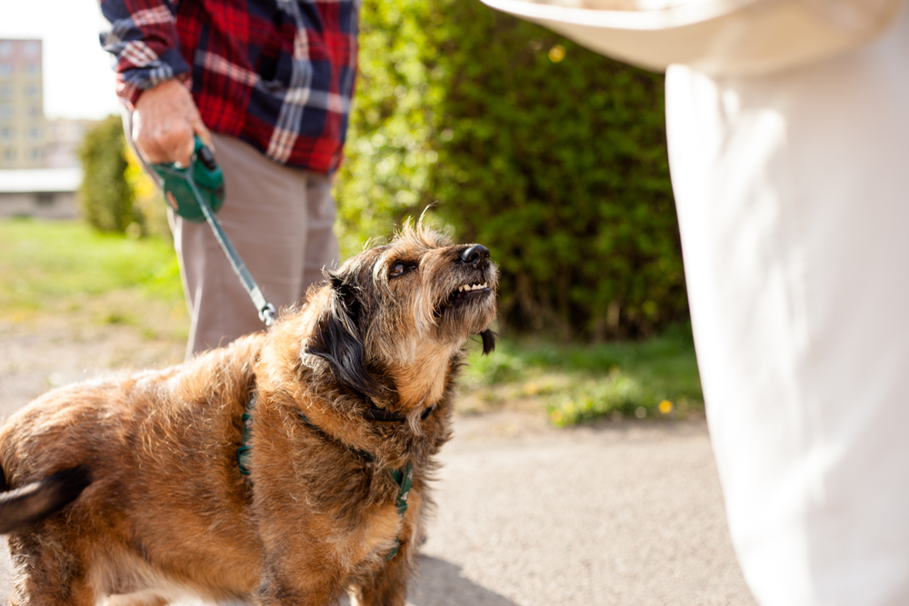 reactive dog on leash
