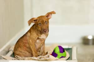 Shelter dog is a cute rescue puppy dog looking and wondering if someone is going to take him home today.